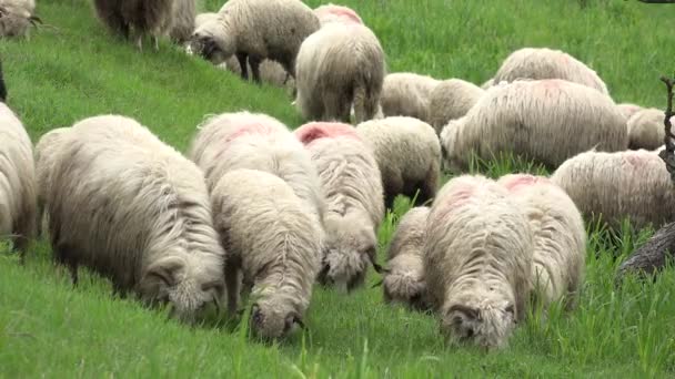 Овцы Стадо Ягнят Пасущихся Пастбище Пастух Пасторальный Вид Ферму Животные — стоковое видео