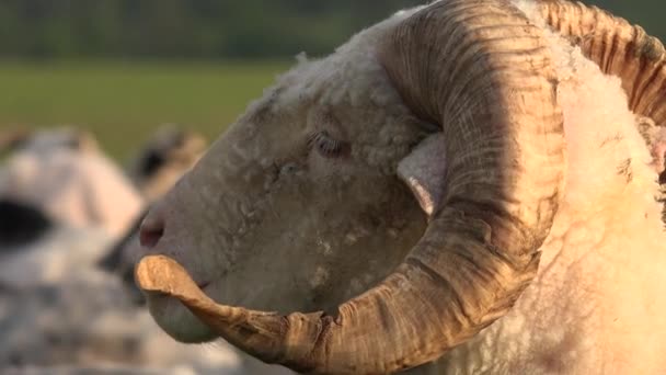牧羊群 牧羊群 牧场景观 山地草场牧养动物 — 图库视频影像