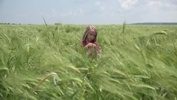 Girl Playing Wheat Kid Agriculture Field Little Blonde Child Prairie — Stockvideo
