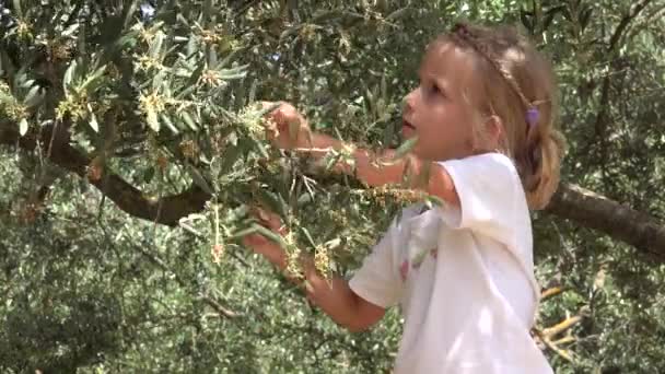 希腊莱夫卡达岛农民儿童采摘橄榄 儿童在果园玩耍 女童通过树学习水果 油农工业 — 图库视频影像