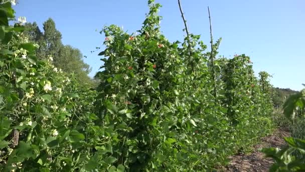 Beans Garden Cultivated Unripe Bean Vegetables Land Healthy Food Countryside — Vídeos de Stock