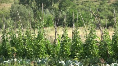 Beans in Garden, Cultivated Unripe Bean Vegetables Land, Healthy Food at Countryside