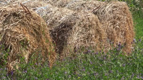 Straw Bale Agriculture Field Forage Pigs Cows Sheep Animals Cultivated — Video Stock