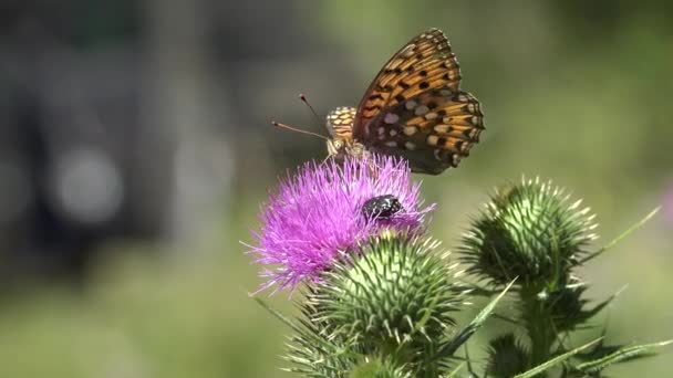 Butterfly Gathering Pollen Thorns Flower Flying Bee Insects Pollinating Thistles — Video Stock