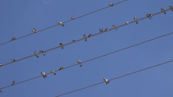 Birds Flock Swallows Flying Crowd Birds Electric Wires Black Bird — Stockvideo