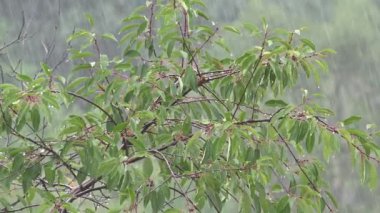 Rain, Torrential Raining in Cherry Trees Orchard, Rainy Fruits Branches, Agriculture View, Storm at Countryside, Windy Stormy Day