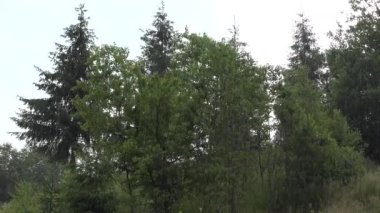 Yağmur Günü, Yağmur Bulutları, Su baskını, Fırtına, Şiddetli Yağmur, Doğal Felaket, Felaket, Yağmurlu, Fırtınalı