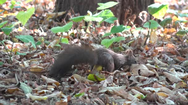森の中で食べるリス検索食品 森の中で食べる面白い遊び心のある動物 秋の景色 — ストック動画