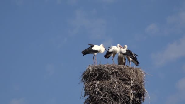 Cigüeñas Manada Cigüeñas Cielo Nido Cigüeñas Poste Anidación Familiar Aves — Vídeos de Stock