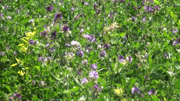 Clover Harvest Animals Forage Field Cows Sheep Pigs Cultivated Fodder — Stock videók