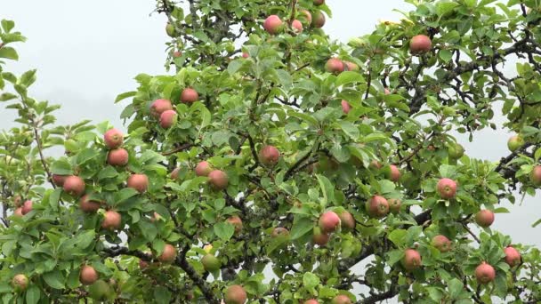 Apple Tree Orchard Branches Apple Rain Agriculture View Healthy Growing — Vídeo de Stock