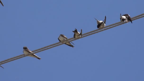 Birds Flock Swallows Flying Crowd Birds Electric Wires Black Bird — Vídeos de Stock