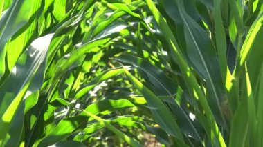 Corn Field, Cultivated Land, Cereals, Maize Harvest, Crops, Agrarian Farming Production, Agriculture Industry