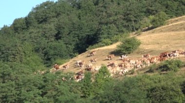 Cows Grazing in Mountains Agriculture Field, Beefs Pasturing on Meadow, Cattles Animals in Pasture, Farming, Countryside Village