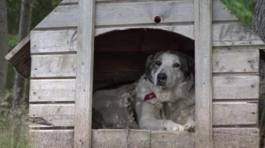Evde Zincirli Köpek, Dağ Ormanında Yağmur Altında Hayvan Barınağı