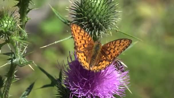 Метелик Збирає Пилок Колючій Квітці Літає Бджіл Комах Запилюють Будяки — стокове відео