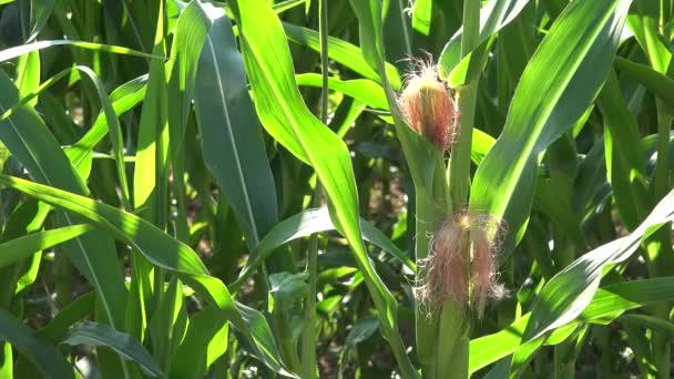 Corn Field Cultivated Land Cereals Maize Harvest Crops Agrarian Farming — Stockvideo