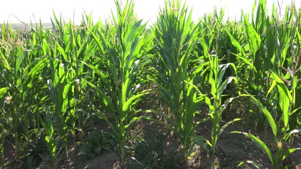 Corn Field Cultivated Land Cereals Maize Harvest Agriculture Crops Agrarian — Wideo stockowe