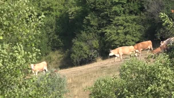 Cows Grazing Mountains Agriculture Field Beefs Pasturing Meadow Cattles Animals — Vídeo de Stock