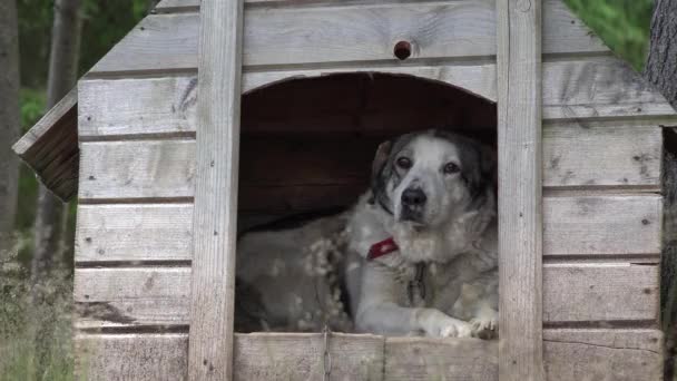 狗坐在屋檐下 在山林中守护动物 — 图库视频影像