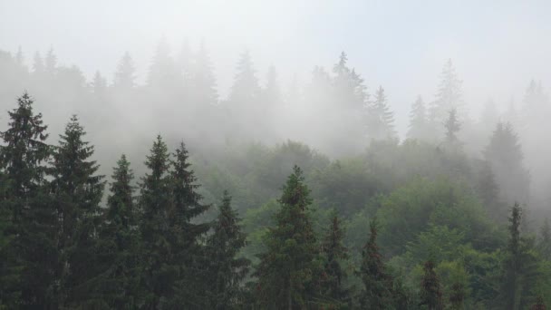 Esik Hegyekben Foggy Forest Heavy Mystical Fog Ijesztő Vihar Köd — Stock videók
