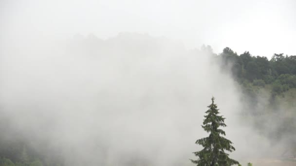 Туман Горах Дождь Лесу Дым Мистический Вид Туман Альпинах Таинственные — стоковое видео