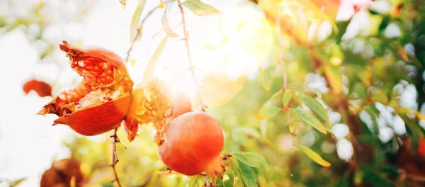 明亮的阳光灿烂的一天 成熟的裂开的红石榴在枝条上发出刺耳的光芒 背景是太阳光 健康饮食和园艺概念 — 图库照片