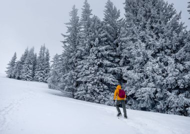 Yalnız dağcı parlak turuncu yumuşak kabuklu ceketini giymiş, çam ağaçları arasındaki karlı tepeye çıkıyor. Velky Krivan, SLovakya Tatry 'deki aktif insanlar konsept imajı.