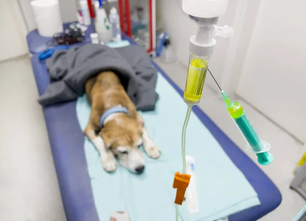 Beagle dog getting Intravenous therapy in a veterinary clinic. It gets Saline solution with necessary electrolytes and vitamins directly in vien. Dropping Saline solution tube close-up image.