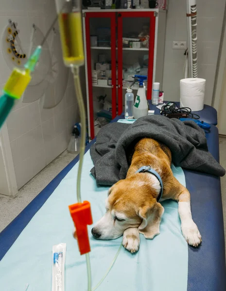 Extremely sad beagle dog getting Intravenous therapy in a veterinary clinic. It gets Saline solution with necessary electrolytes and vitamins directly in vein.