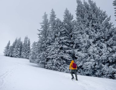 Yalnız dağcı parlak turuncu yumuşak kabuklu ceketini giymiş, çam ağaçları arasındaki karlı tepeye çıkıyor. Velky Krivan, SLovakya Tatry 'deki aktif insanlar konsept imajı.