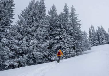 Yalnız dağcı parlak turuncu yumuşak kabuklu ceketini giymiş, çam ağaçları arasındaki karlı tepeye çıkıyor. Velky Krivan, SLovakya Tatry 'deki aktif insanlar konsept imajı.