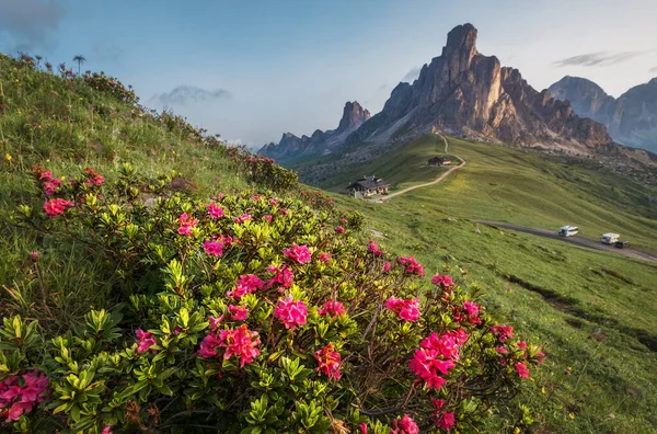Krásné Červené Květy Kvetou Brzy Ráno Dolomity Alpy Horské Krajiny — Stock fotografie