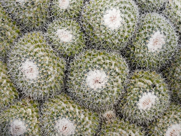 Pianta Cactus Bellissimo Sfondo Naturale Immagine Concettuale Natura Ecologia — Foto Stock