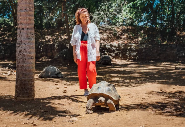在毛里求斯岛的动物园自然公园里 观赏着世界上最大的乌龟之一 阿尔达布拉巨龟的女游客笑着 自然美与旅行的概念 — 图库照片