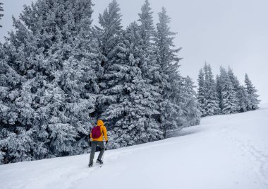 Yalnız dağcı parlak turuncu yumuşak kabuklu ceketini giymiş, çam ağaçları arasındaki karlı tepeye çıkıyor. Velky Krivan, SLovakya Tatry 'deki aktif insanlar konsept imajı.