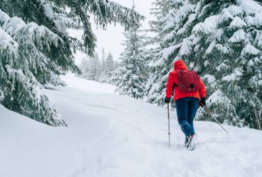 Lonely female trekker dressed red jacket with trekking poles walking by snowy slope with fir-trees covered snow in Low Tatra mountains, Slovakia. Beauty in Nature and active people concept photo.