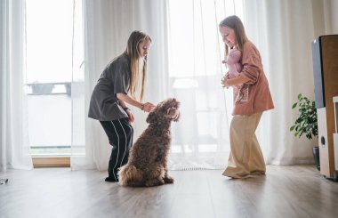 Küçük kızlar parlak, güneşli odada pofuduk kahverengi Maltipoo köpeğiyle oynuyorlar. Bir kız oyuncak tutarken, diğeri köpekle etkileşime geçiyor ve eğlenceli ve canlı bir oyun sahnesi yaratıyor.