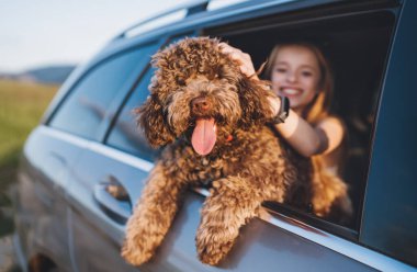 Portre Pofuduk kahverengi Maltipoo köpeği ve açık araba penceresinden bakan küçük kız araba yolculuğu sırasında arka koltukta otururken. Modern bir aile kavramında komik hayvanlar.