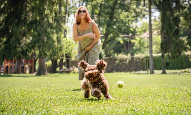 Neşeli kadın zengin parkında enerjik Maltipoo 'suyla yakalamaca oynuyor. Koşunun ortasında yakalanmış, kulakları kulaklarında tenis topunun peşinden koşan bir köpek. Güneş ışığı mükemmel bir günde ağaçların arasından süzülür.
