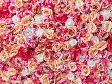Kırmızı, Pembe ve Beyaz Güller Senfonisi. Çiçeklerin renkli arkaplanı. Tasarım ve moda konsepti fotoğrafı.