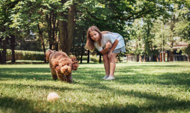 Zengin parkında enerjik Maltipoo 'suyla yakalamaca oynayan neşeli kız. Koşunun ortasında yakalanmış, kulakları kulaklarında tenis topunun peşinden koşan bir köpek. Güneş ışığı mükemmel bir günde ağaçların arasından süzülür.