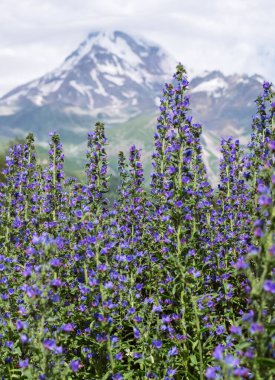 Güneşli yaz gününde mavi çiçekler ve yeşil çimenli tepeler ve arka planda Kazbek Dağı 'nın bulutlu karlı yamaçları (5,054 metre). Stepantsminda, Doğu Kafkasya Dağları, Georgia.