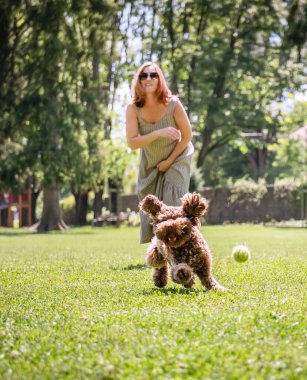 Neşeli kadın zengin parkında enerjik Maltipoo 'suyla yakalamaca oynuyor. Koşunun ortasında yakalanmış, kulakları kulaklarında tenis topunun peşinden koşan bir köpek. Güneş ışığı mükemmel bir günde ağaçların arasından süzülür.