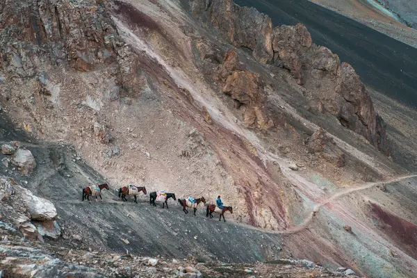 Güzel resimli Pamir dağları, yerel mal teslimatı olarak çantaları taşıyan tozlu dağ yolundan geçen atlıların bulunduğu dar bir yol. Kırgızistan seyahat kavramı