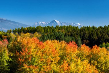 Renkli ağaçlarla dolu sonbahar manzarası ve Slovakya 'daki High Tatras dağlarından Krivan zirvesi.