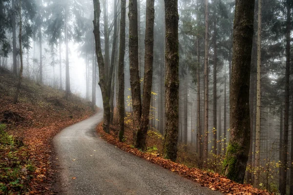 Empty Road Foggy Autumn Forest — Stock Photo, Image