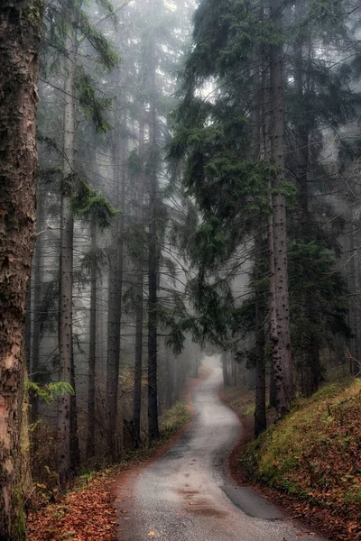 Empty Road Foggy Forest Autumn — Stock Photo, Image