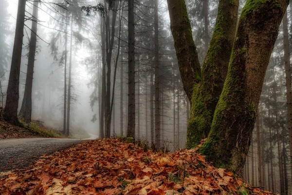Foggy Morning Autumn Forest Road — Stock Photo, Image