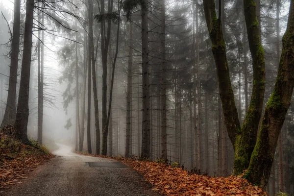 Licht Ende Der Leeren Straße Nebligen Wald — Stockfoto
